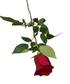 *Single Rose for funerals