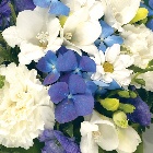 Posy   Blue and White